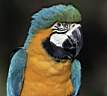 TN_animal0048.JPG (2556 bytes)