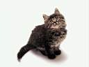 TN_animal0059.JPG (1938 bytes)