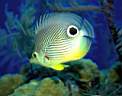 TN_animal0063.JPG (3222 bytes)