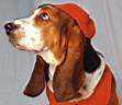 TN_animal0065.JPG (2884 bytes)