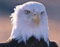 TN_animal0067.JPG (2465 bytes)