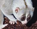 TN_animal0077.JPG (3177 bytes)