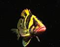 TN_animal0156.JPG (2140 bytes)